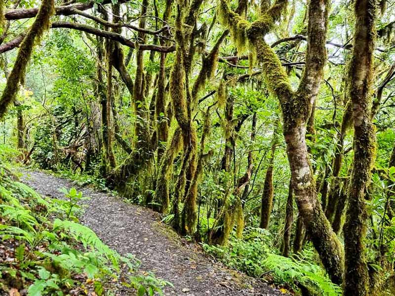 Teneriffa Wanderausrüstung: Diese Ausrüstung und Wanderschuhe benötigt ihr für die Wanderungen durch den Lorbeerwald auf Teneriffa