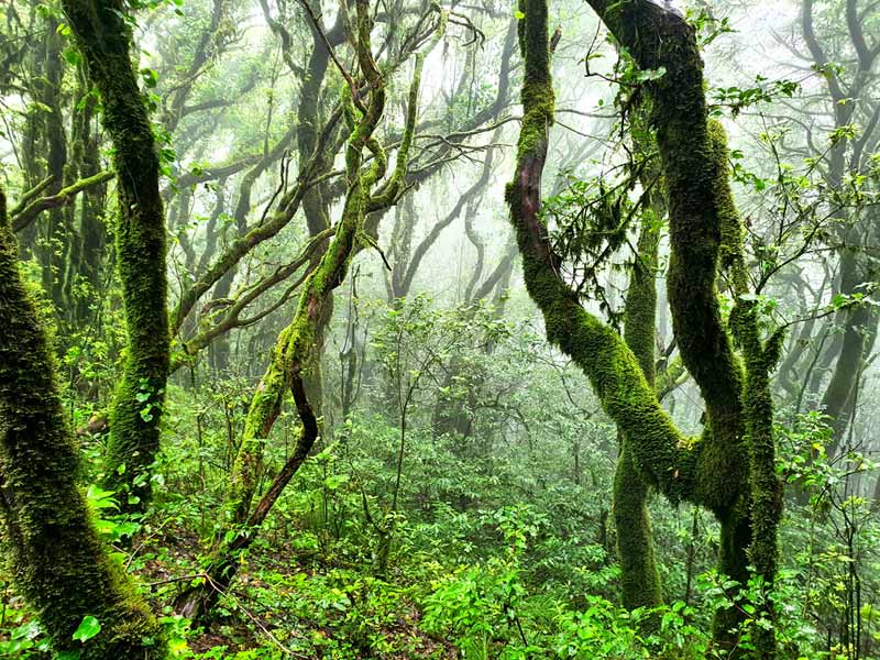 Teneriffa Wanderausrüstung: Diese Ausrüstung und Wanderschuhe benötigt ihr für die Wanderungen durch den Lorbeerwald auf Teneriffa