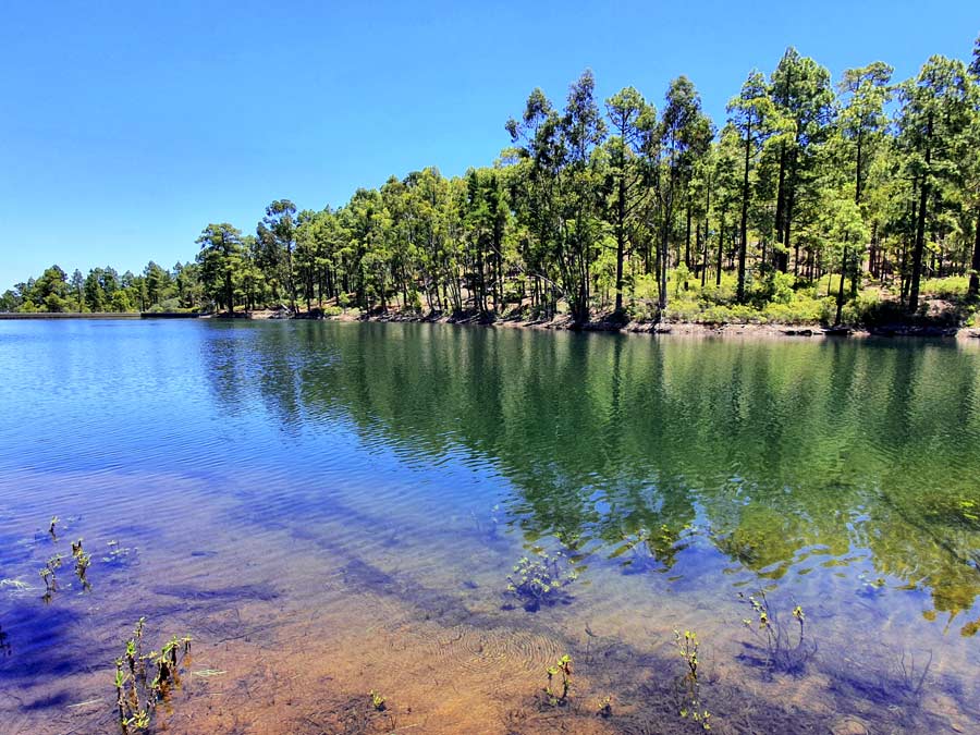 Gran Canaria wandern im Naturpark Tamadaba Stausee im Kiefernwald