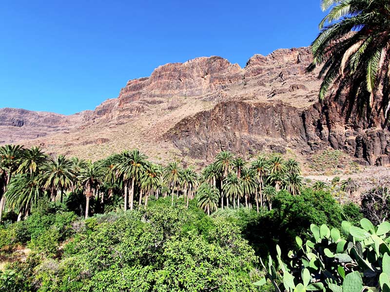 Palmen im Barranco de Fataga