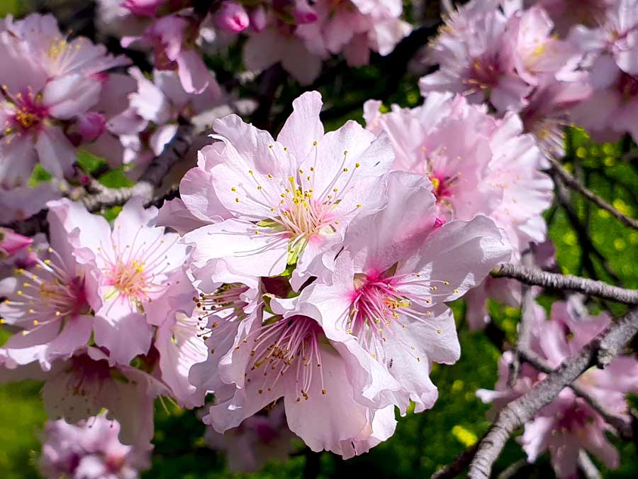 Tejeda Mandelblüte: rosafarbene Blüte eines Mandelbaumes im Winter, für die Tejeda bekannt ist