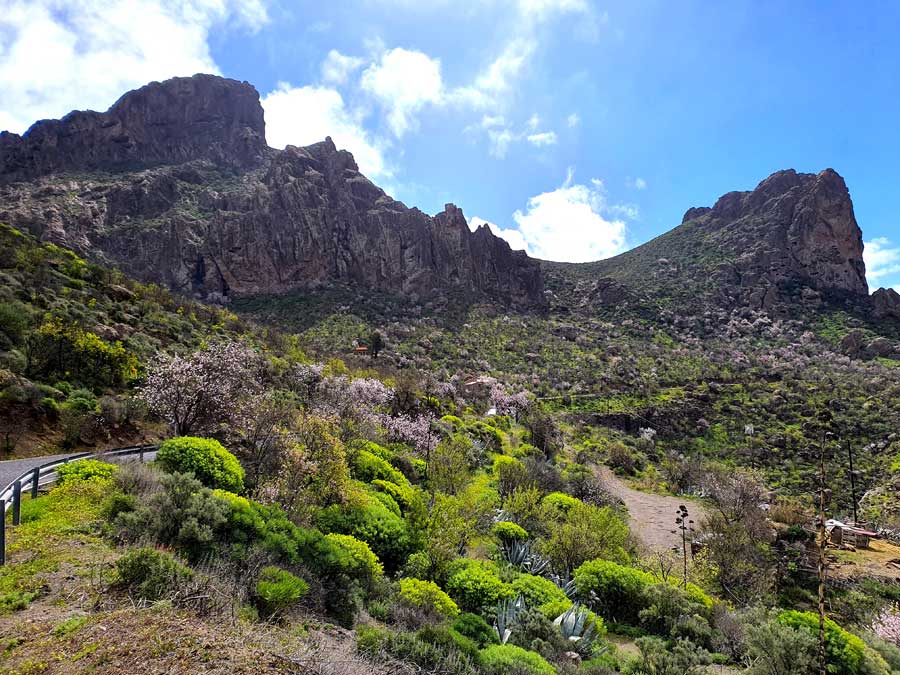 Tejeda Mandelblüte: rosafarbene, üppige Mandelbäume am Strassenrand im Zentrum von Gran Canaria bei Tejeda