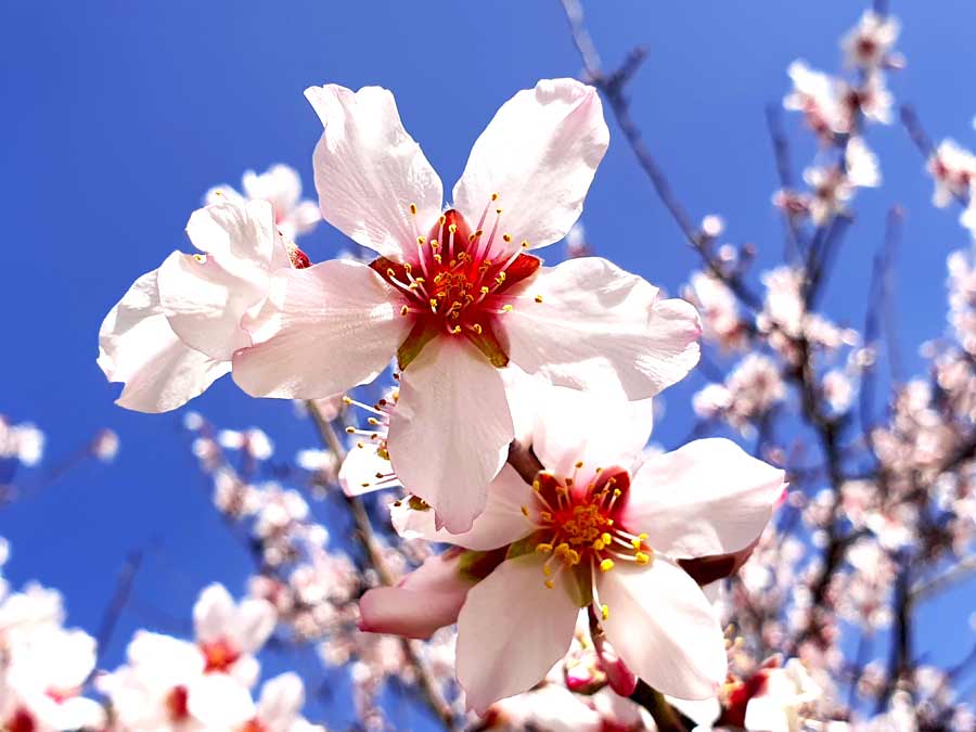 Tejeda Mandelblüte: rosafarbene Blüte eines Mandelbaumes im Winter, für die Tejeda bekannt ist