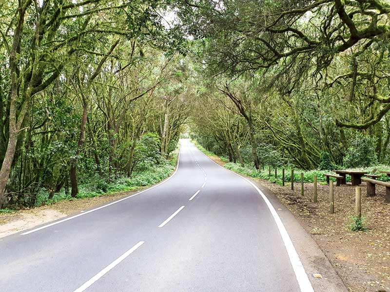 Autofahren auf La Gomera Tipps: Gut ausgebaute Strasse durch den Nebelwald im Garajonay Nationalpark