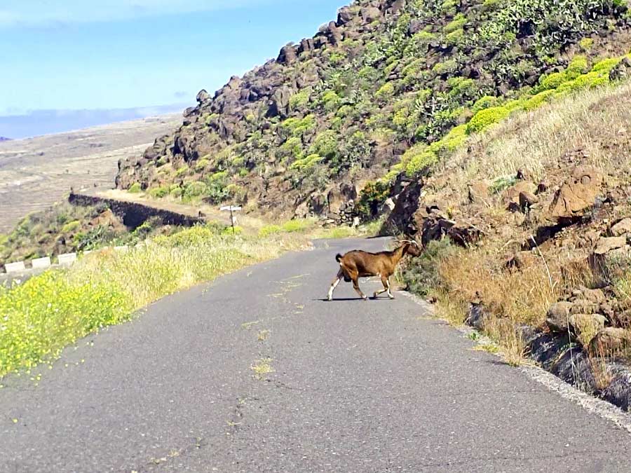 Autofahren La Gomera Tipps: Ziege überquert die Strasse auf La Gomera