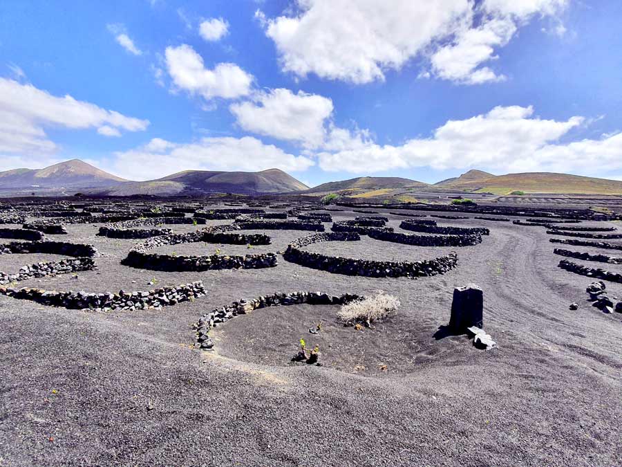 Lanzarote Aktivitäten & Ausflüge Tipps: Weinreben auf Lanzarote mitten in den Lavafeldern