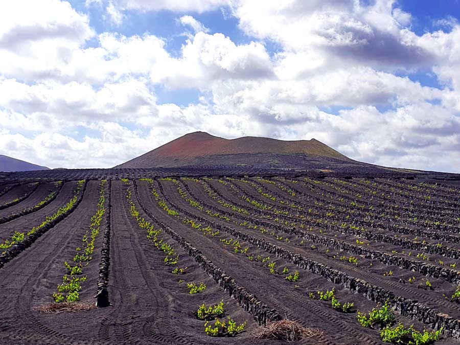 Lanzarote Aktivitäten & Ausflüge Tipps: Weinreben auf Lanzarote mitten in den Lavafeldern mit einem Vulkan im Hintergrund