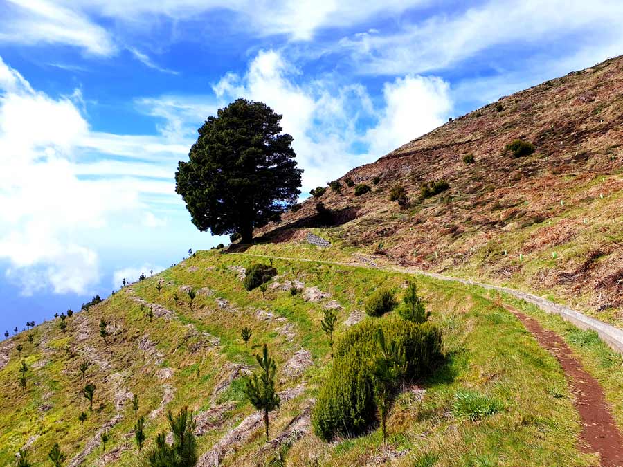 Madeira im Winter Erfahrungen & Tipps: Levada Wanderung über den Wolken auf Paul da Serra