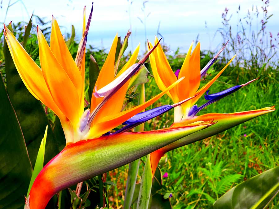 Madeira im Winter Erfahrungen & Tipps: orangefarbene Paradiesvogelblumen im Winter auf Madeira