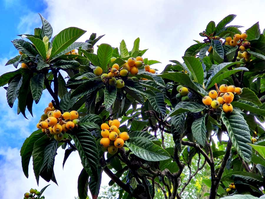 Madeira im Winter Erfahrungen & Tipps: Mispel auf Madeira im Februar