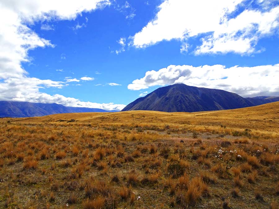 Lake Tekapo Geheimtipps: Tussock Felder Neuseeland