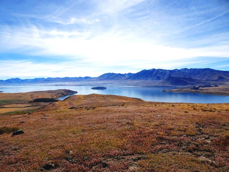 Lake Tekapo Sehenswürdigkeiten: Motuariki Island im Lake Tekapo