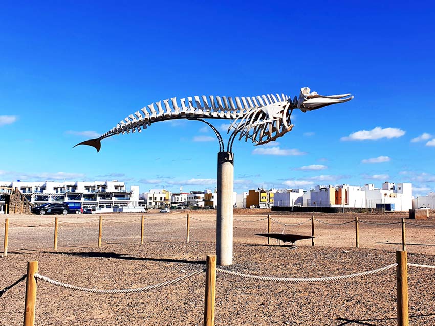 Fuerteventura Aussichtspunkte: Walskelett in El Cotillo