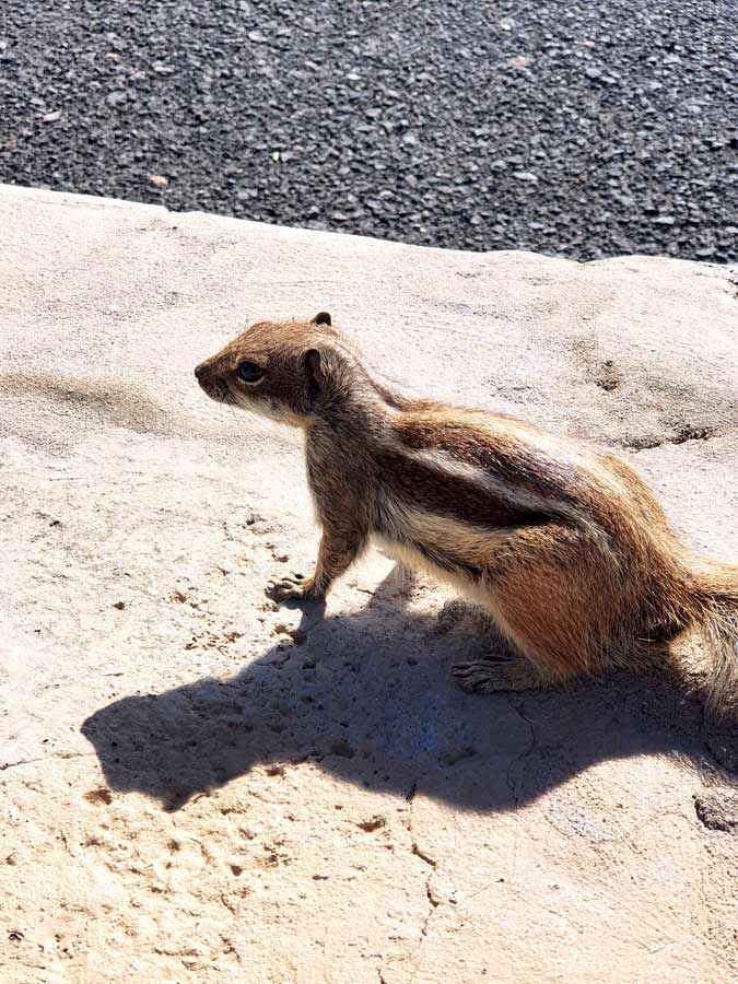 Streifenhörnchen auf Fuerteventura am Aussichtspunkt Mirador de las Peñitas