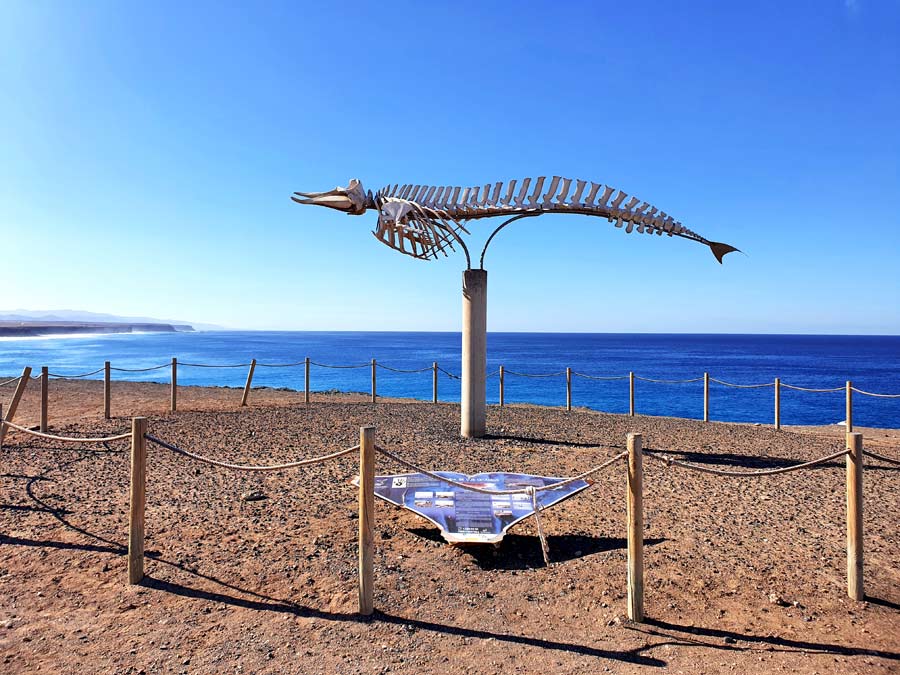 Fuerteventura schönste Orte abseits des Massentourismus: Walskelett in El Cotillo im Norden von Fuerteventura