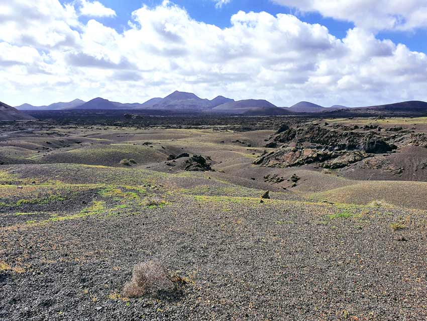 Lanzarote im Winter Erfahrungen Klima: Mitten in der kargen Vulkanlandschaft wachsen grüne Pflanzen