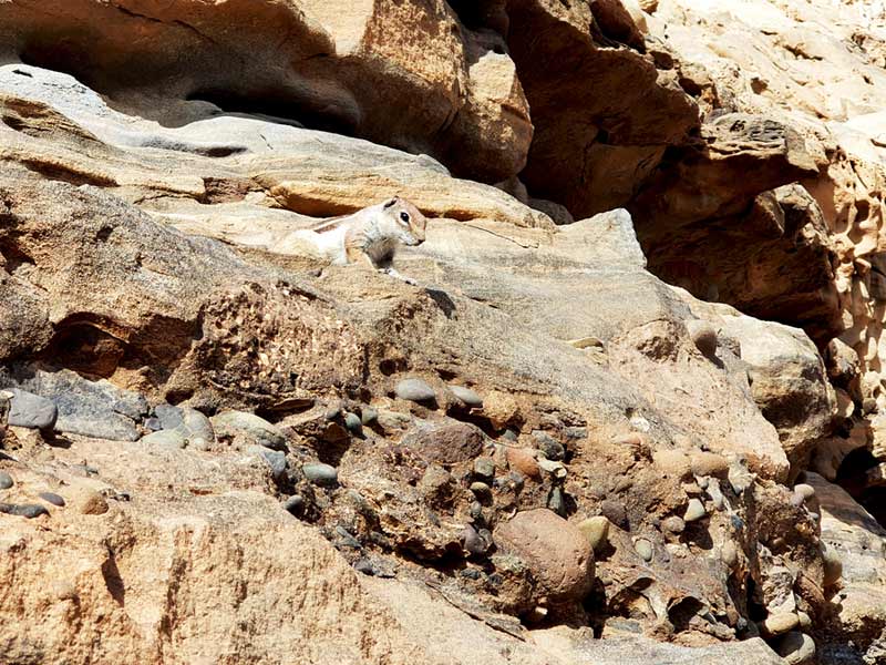 Schönste Orte Fuerteventura: Küstenweg mit Streifenhörnchen auf dem Weg zu den Höhlen von Ajuy