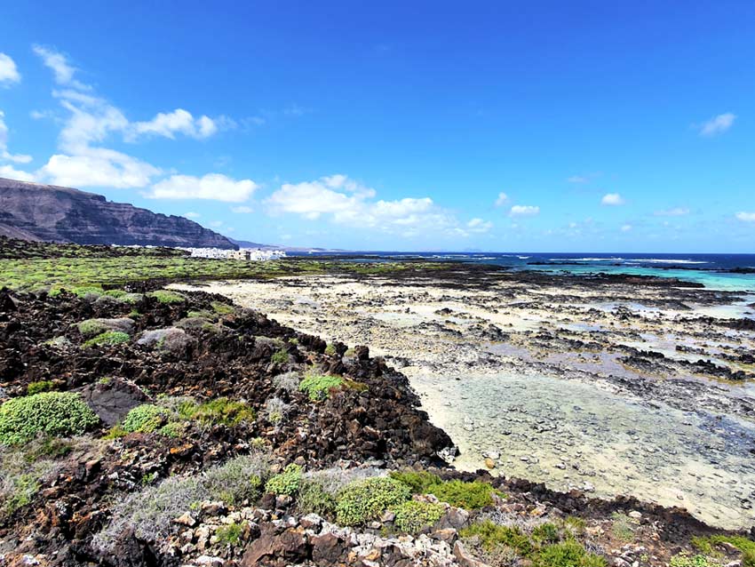 Lanzarote im März Erfahrungen: Grüne Sträucher zieren die Küste von Lanzarote im März