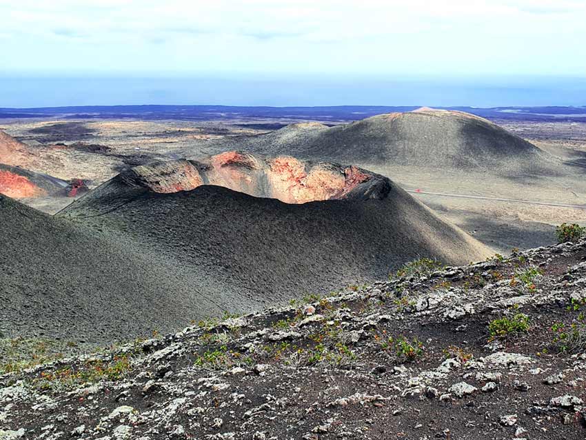 Lanzarote im März Erfahrungen: In der kargen Lavalandschaft spriessen Blumen und Sträucher aus dem Boden.