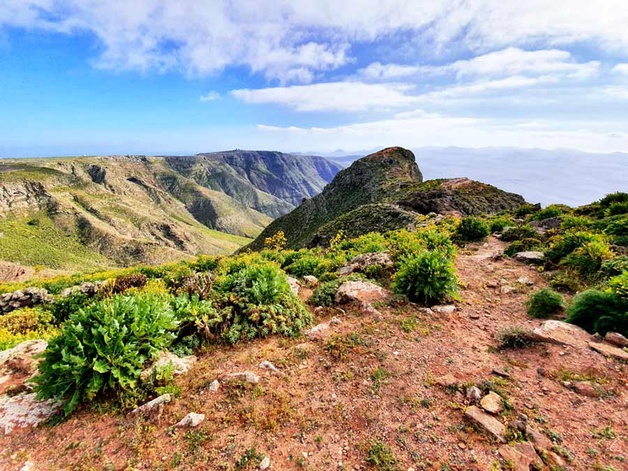 Lanzarote im März Erfahrungen: Klima & beste Reisezeit - das erwartet euch auf Lanzarote im März: Wanderweg mit Wildblumen geschmückt und Meerblick