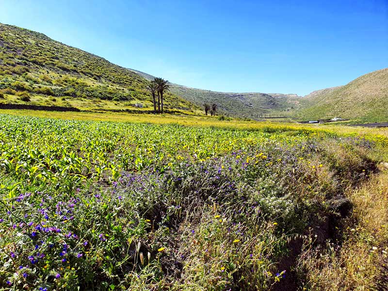 Lanzarote im Frühling beste Reisezeit: Blumenmeer auf Lanzarote im März