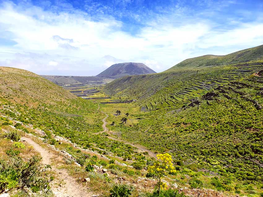 Lanzarote im Frühling Erfahrungen: So grün sieht man die Insel nur nach den Regenschauern im Winter