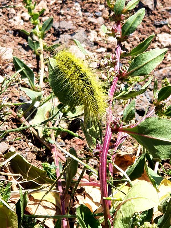 Lanzarote im Frühling Erfahrungen: Raupe auf Lanzarote im März